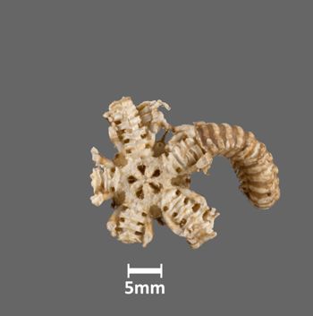 Media type: image;   Invertebrate Zoology OPH-2828 Aspect: dorsal